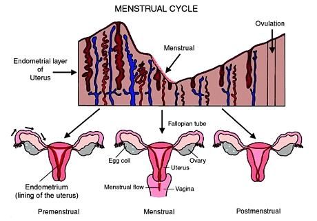 Menstual Cycle